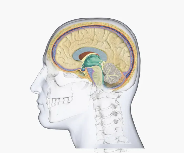 Framed Print : Digital illustration of head in profile showing skull, brain, and spine Framed Print : Digital illustration of head in profile showing skull, brain, and spine