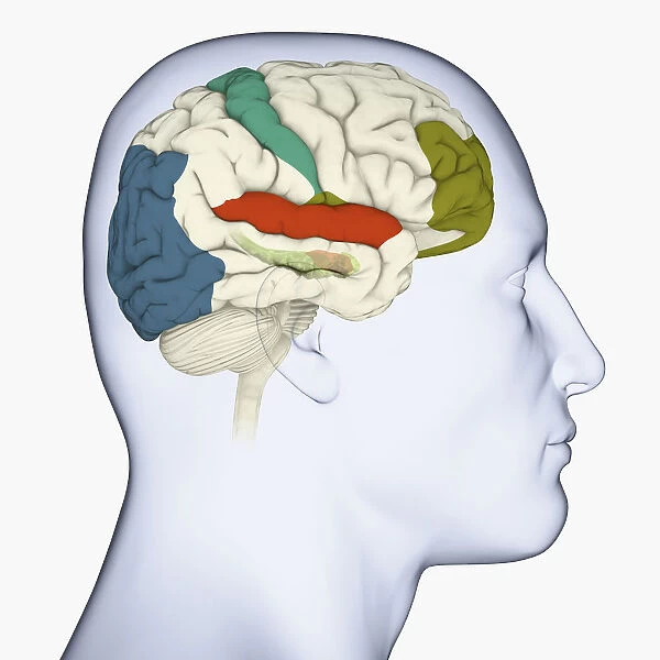 Digital illustration of head in profile showing visual cortex (blue), motor cortex (pink), auditory cortex (orange), frontal area and amygdala (green) brain