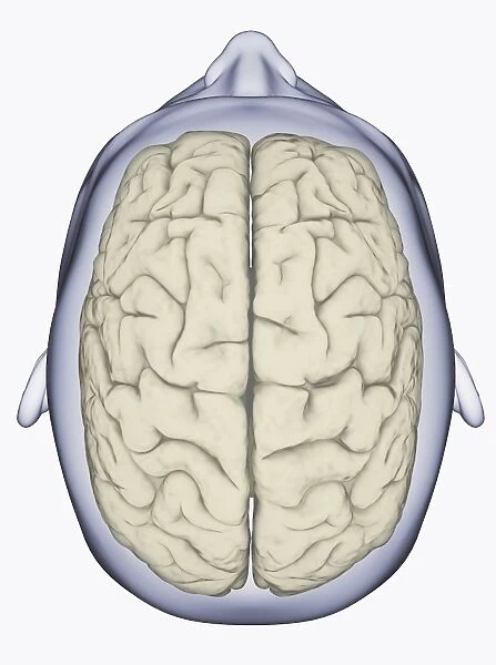 Digital illustration of head showing left and right areas of brain seen from above