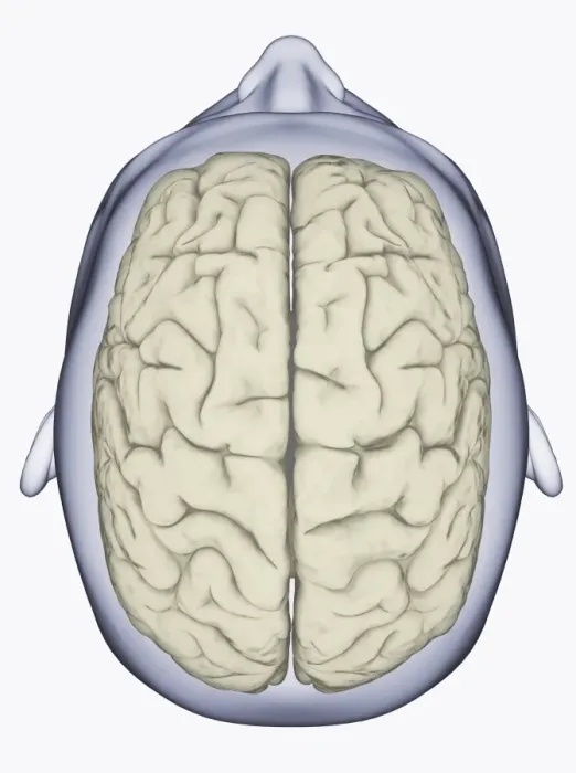 Framed Print : Digital illustration of head showing left and right areas of brain seen from above Framed Print : Digital illustration of head showing left and right areas of brain seen from above