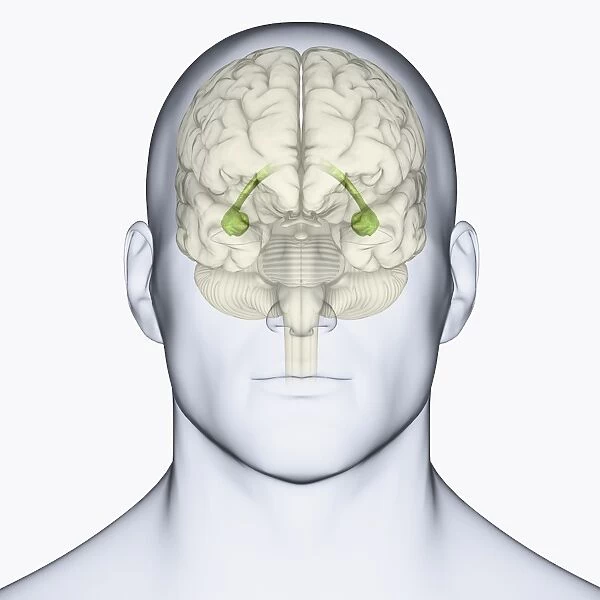 Digital illustration of head showing location of hippocampus in human brain