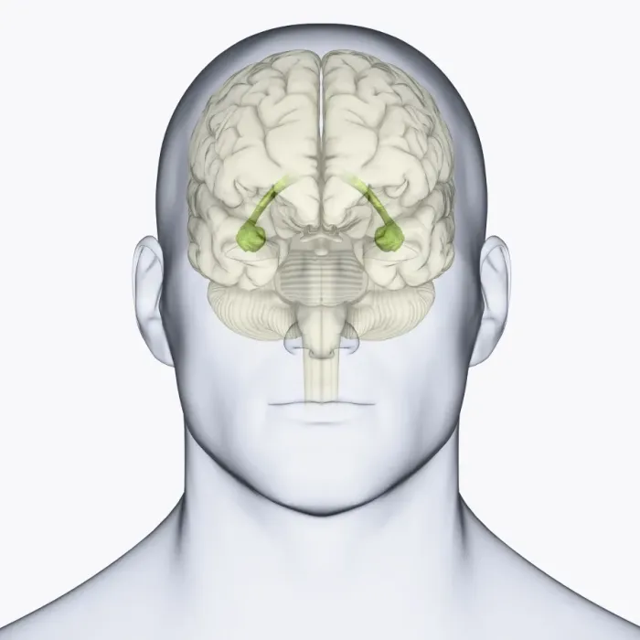 Framed Print : Digital illustration of head showing location of hippocampus in human brain Framed Print : Digital illustration of head showing location of hippocampus in human brain