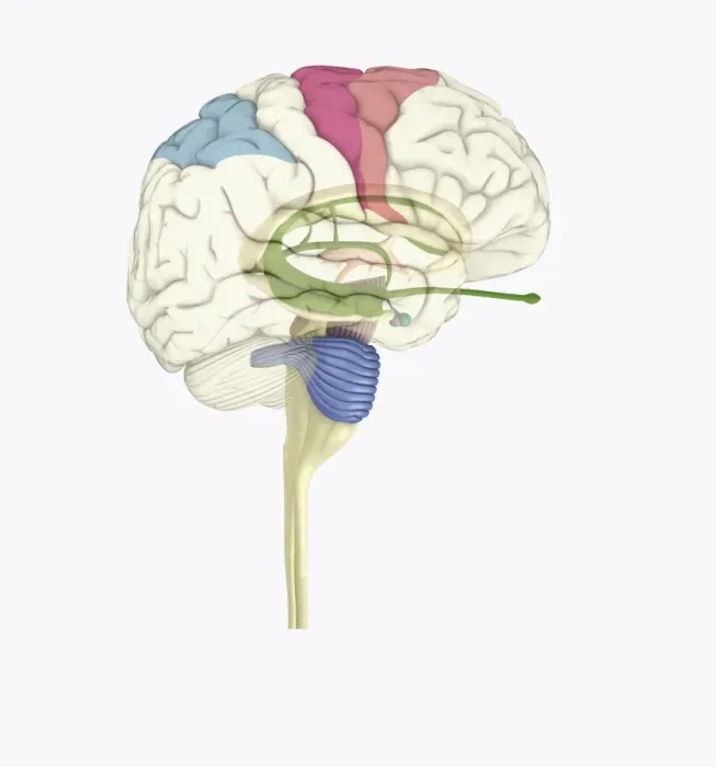Framed Print : Digital illustration of highlighted areas in human brain affected by motor disorders Framed Print : Digital illustration of highlighted areas in human brain affected by motor disorders