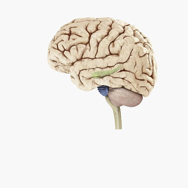 Digital illustration of hippocampus (green) and pons (blue) in left hemisphere of human brain
