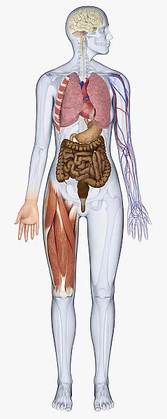 Digital illustration of human body showing brain, heart, lungs, blood vessels, stomach, intestine and muscles