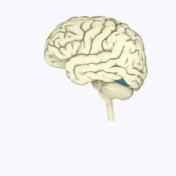 Framed Print : Digital illustration of human brain