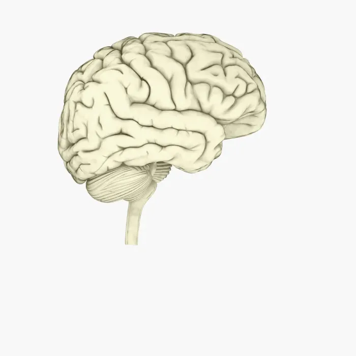 Framed Print : Digital illustration of human brain Framed Print : Digital illustration of human brain