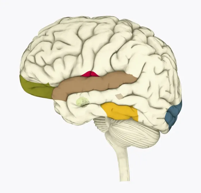 Framed Print : Digital illustration of human brain associated with full awareness Framed Print : Digital illustration of human brain associated with full awareness