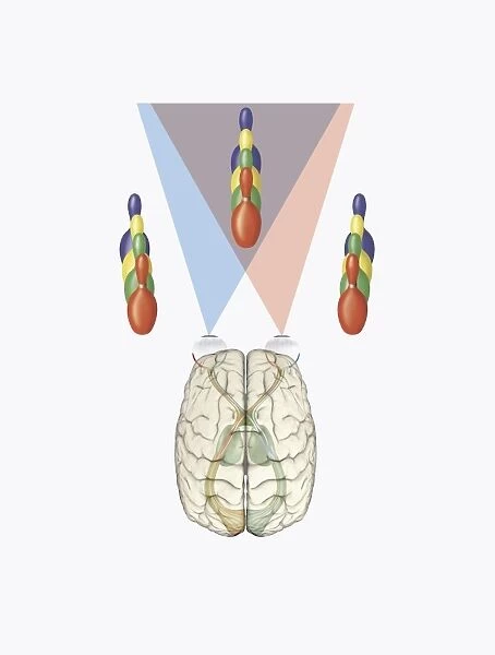 Digital illustration of human brain with differing views provided by each eye producing three dimensional vision