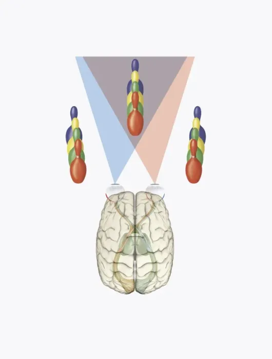 Framed Print : Digital illustration of human brain with differing views provided by each eye producing three dimensional vision Framed Print : Digital illustration of human brain with differing views provided by each eye producing three dimensional vision