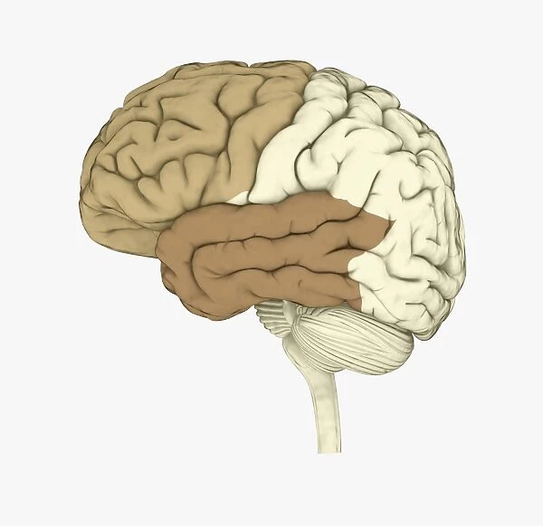 Digital illustration of human brain highlighting frontal and temporal lobes