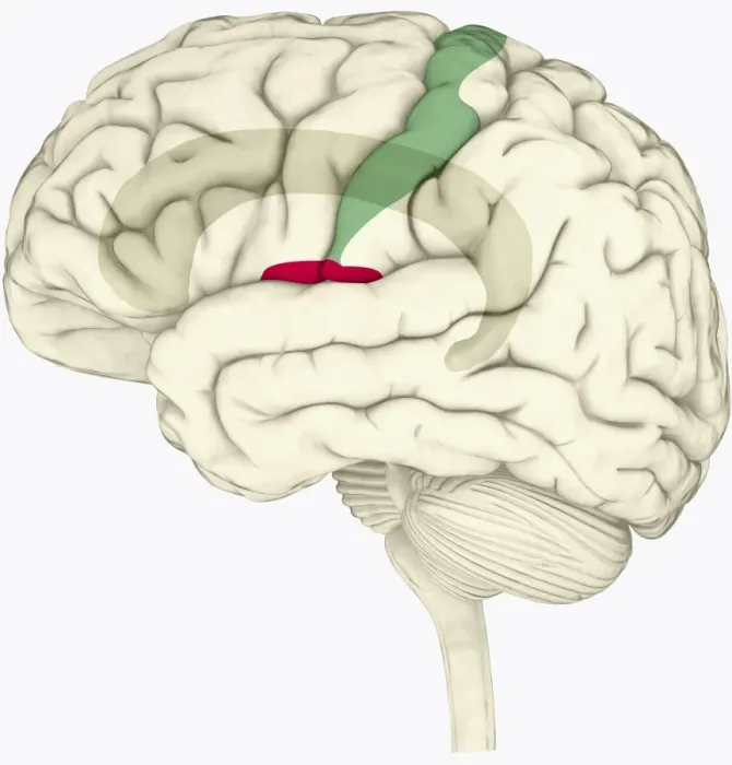 Framed Print : Digital illustration of human brain highlighting cingulate cortex, insular cortex in red, and somatosensory cortex in green Framed Print : Digital illustration of human brain highlighting cingulate cortex, insular cortex in red, and somatosensory cortex in green