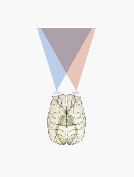 Digital illustration of human brain and information from left side of visual cortex receiving information from right visual field