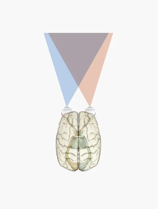 Framed Print : Digital illustration of human brain and information from left side of visual cortex receiving information from right visual field Framed Print : Digital illustration of human brain and information from left side of visual cortex receiving information from right visual field