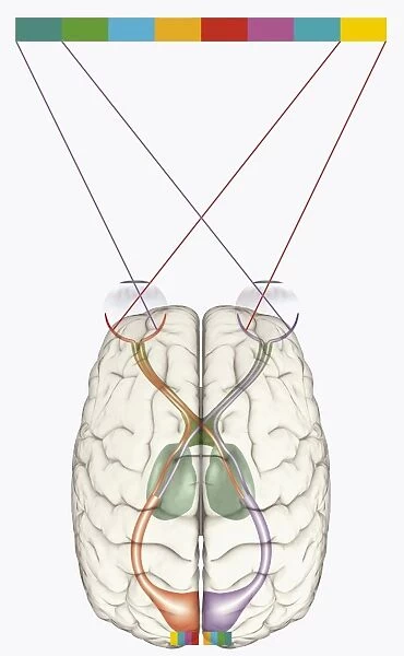 Digital illustration of human brain and mapping of visual field onto retina matching arrangement of data on surface of visual cortex