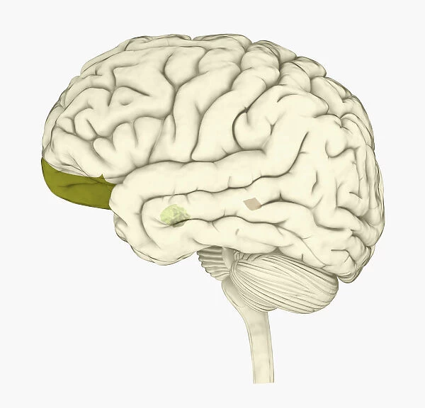 Digital illustration of human brain with orbitofrontal cortex and amygdala highlighted in green