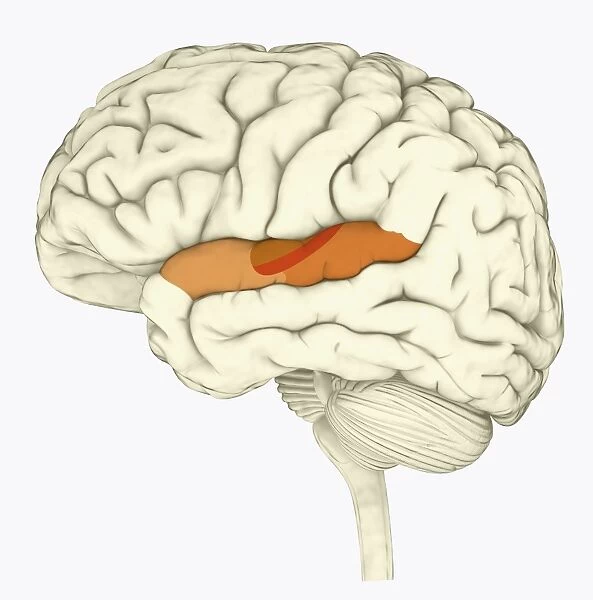 Digital illustration of human brain with primary auditory cortex highlighted in orange and red