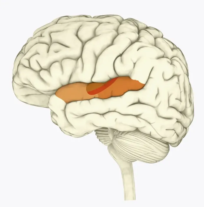 Framed Print : Digital illustration of human brain with primary auditory cortex highlighted in orange and red