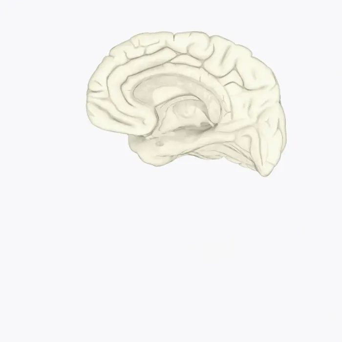 Framed Print : Digital illustration of human brain showing corpus collosum and cingulate gyrus on medial surface of human brain