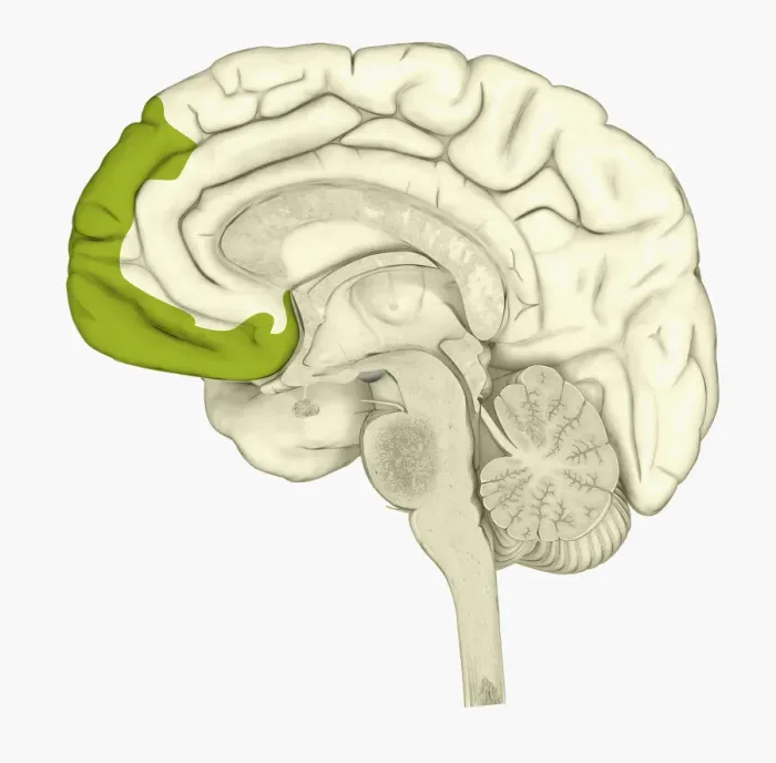 Framed Print : Digital illustration of human brain showing frontal cortex in green Framed Print : Digital illustration of human brain showing frontal cortex in green