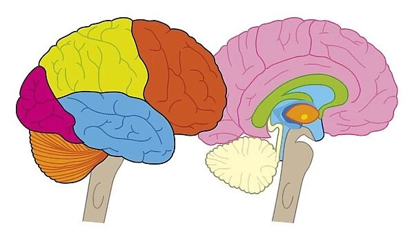 Digital illustration of human brain showing lobes and cross section