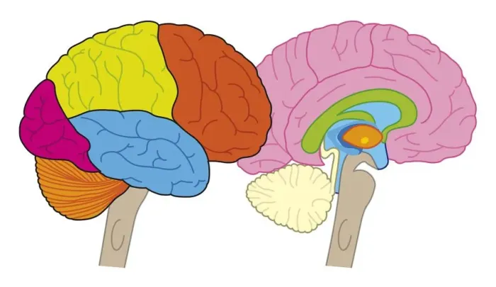 Framed Print : Digital illustration of human brain showing lobes and cross section Framed Print : Digital illustration of human brain showing lobes and cross section