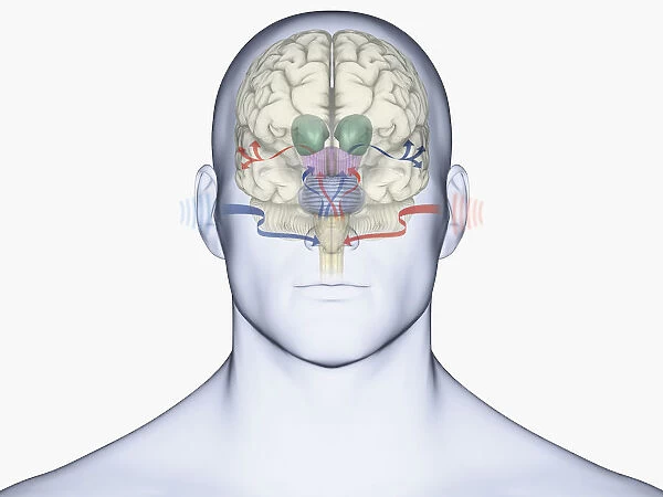 Digital illustration of human brain with sound entering via brain stem and thalamus to auditory cortex