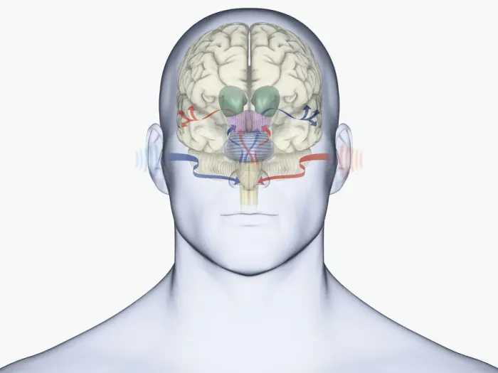 Framed Print : Digital illustration of human brain with sound entering via brain stem and thalamus to auditory cortex Framed Print : Digital illustration of human brain with sound entering via brain stem and thalamus to auditory cortex