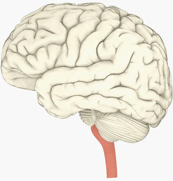 Digital illustration of human brain with spine highlighted in pink