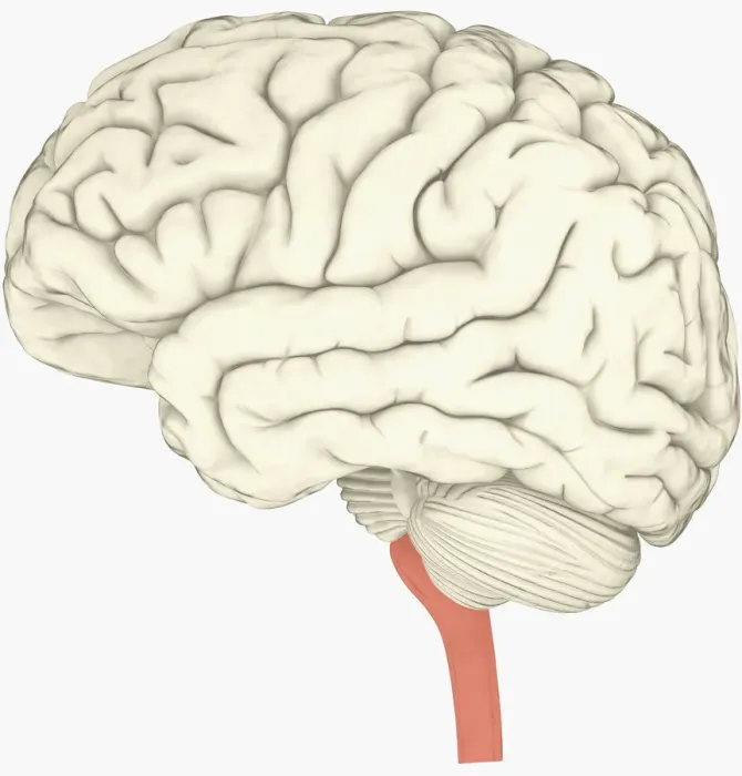 Framed Print : Digital illustration of human brain with spine highlighted in pink Framed Print : Digital illustration of human brain with spine highlighted in pink