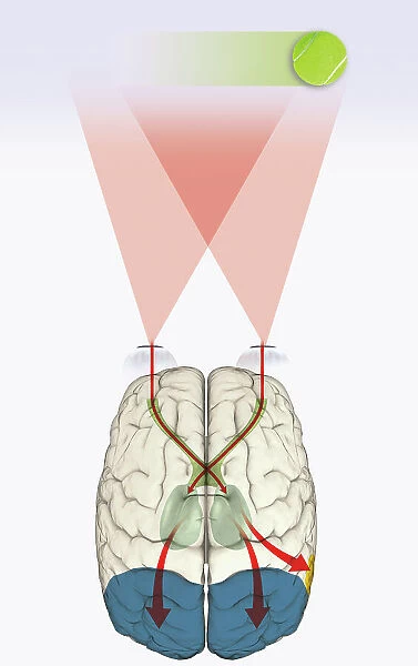 Digital illustration of how human brain uses blindsight to visualize moving tennis ball