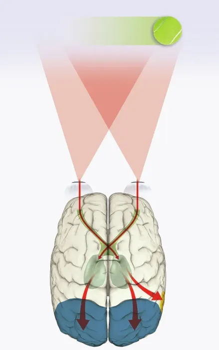 Framed Print : Digital illustration of how human brain uses blindsight to visualize moving tennis ball