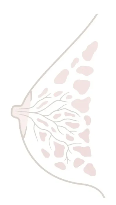 Framed Print : Digital illustration of human breast anatomy, cross section Framed Print : Digital illustration of human breast anatomy, cross section