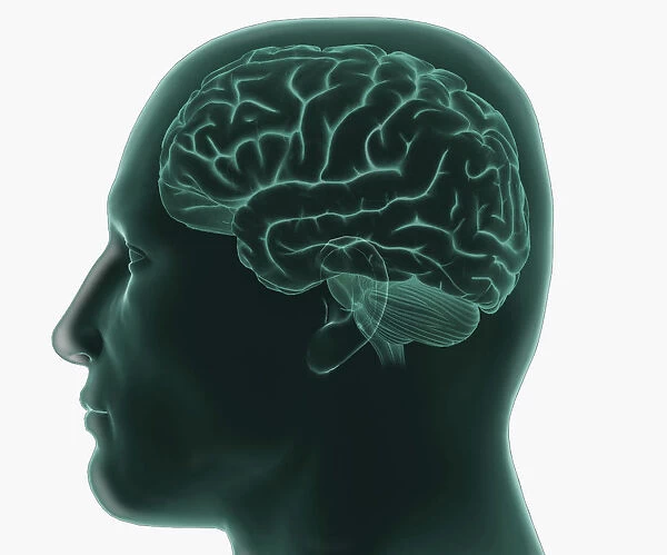 Digital illustration of human head in profile showing brain