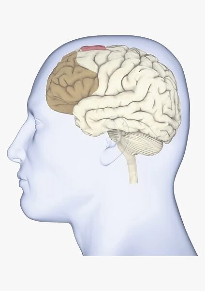 Digital illustration of human head in profile showing brain with frontal cortex highlighted in brown and supplementary motor area in pink