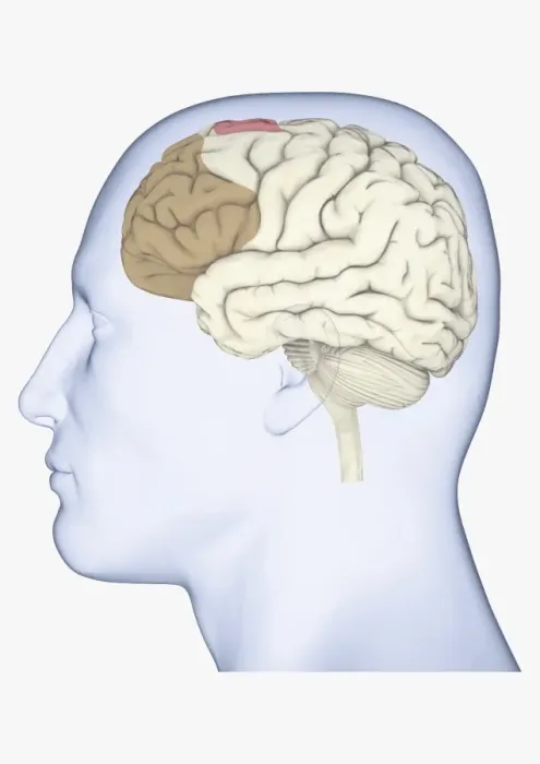 Framed Print : Digital illustration of human head in profile showing brain with frontal cortex highlighted in brown and supplementary motor area in pink Framed Print : Digital illustration of human head in profile showing brain with frontal cortex highlighted in brown and supplementary motor area in pink