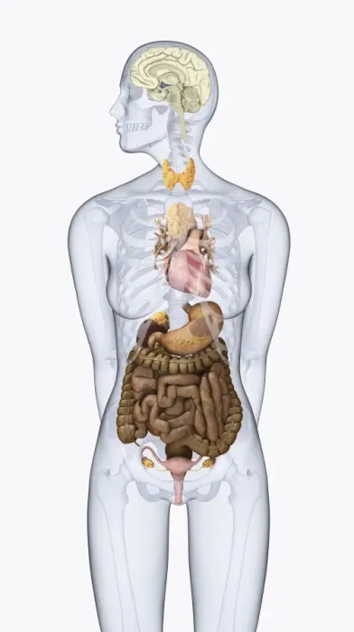 Framed Print : Digital illustration of human neuroendocrine system in female body Framed Print : Digital illustration of human neuroendocrine system in female body