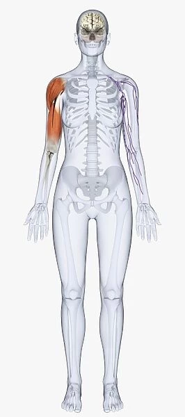 Digital illustration of human skeleton showing upper arm muscles