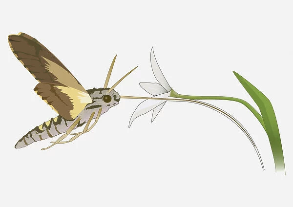 Digital illustration of Hummingbird Hawk Moth (Macroglossum stellatarum) using long tongue to feed on nectar from flower