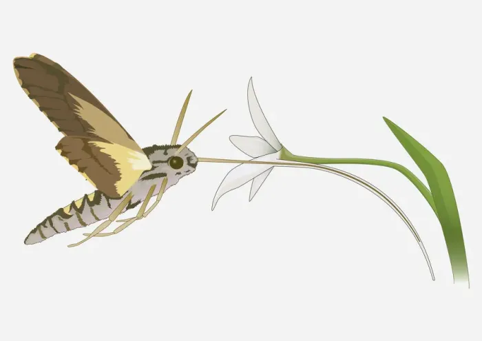 Framed Print : Digital illustration of Hummingbird Hawk Moth (Macroglossum stellatarum) using long tongue to feed on nectar from flower