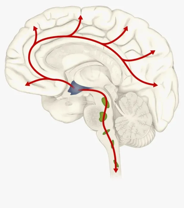 Framed Print : Digital illustration of Hypocretin System in human brain with Hypothalamus highlighted in blue, Locus Coeruleus and Raphne nuclei in green Framed Print : Digital illustration of Hypocretin System in human brain with Hypothalamus highlighted in blue, Locus Coeruleus and Raphne nuclei in green