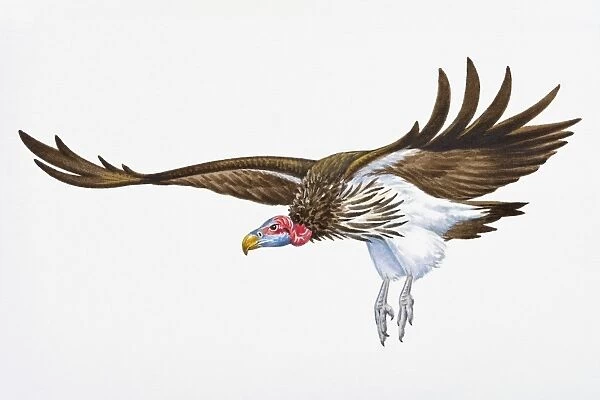 Digital illustration of Lappet-Faced (Torgos tracheliotos, landing with spread wings and extended legs