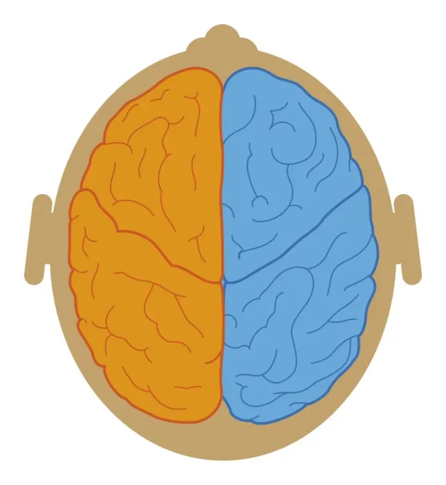 Framed Print : Digital illustration of lobes and longitudinal fissure of human brain, close-up Framed Print : Digital illustration of lobes and longitudinal fissure of human brain, close-up