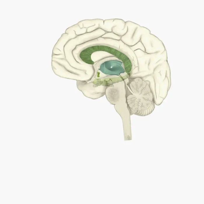 Framed Print : Digital illustration of male human brain Framed Print : Digital illustration of male human brain