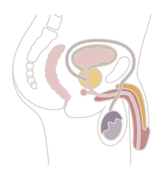 Digital illustration of male reproductive system