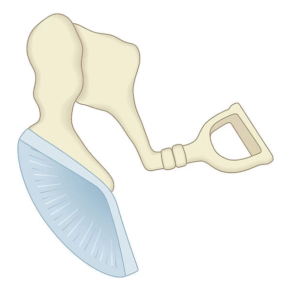 Digital illustration of mammal middle ear showing malleus, incus, and stapes