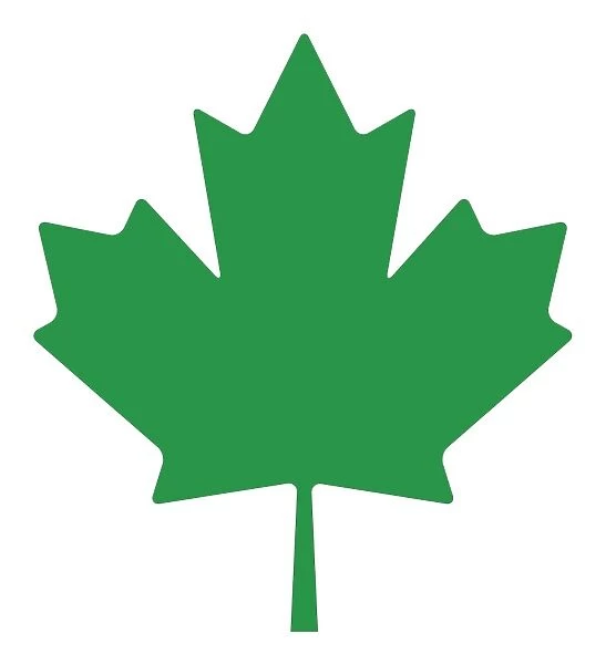 Digital illustration of maple leaf