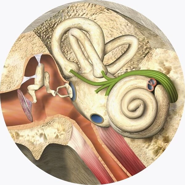 Digital illustration of middle and inner ear