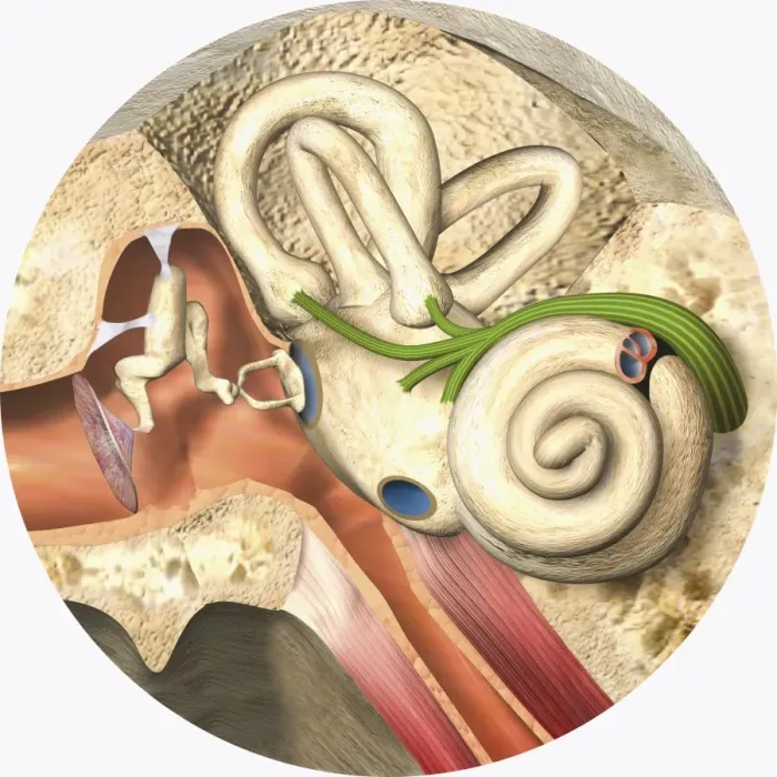 Framed Print : Digital illustration of middle and inner ear Framed Print : Digital illustration of middle and inner ear