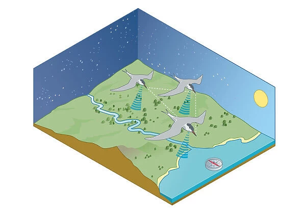 Digital illustration of migration navigation of birds including the sun, stars, coastlines, EarthAz's